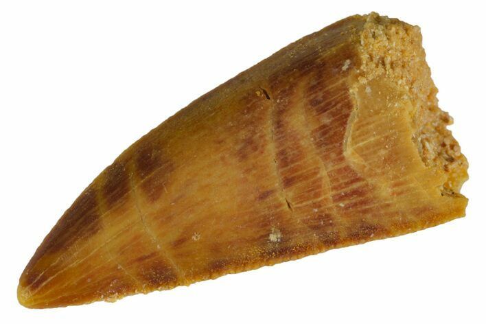 Serrated, Raptor Tooth - Real Dinosaur Tooth #165610